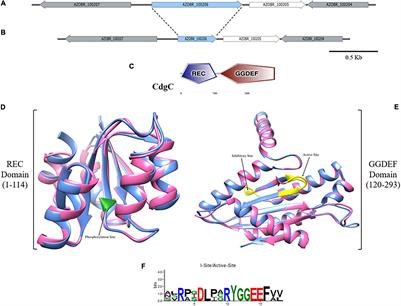 CdgC, a Cyclic-di-GMP Diguanylate Cyclase of Azospirillum baldaniorum Is Involved in Internalization to Wheat Roots